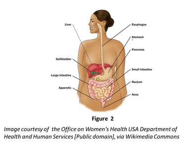 Human digestive system in which we can also see the face of the person